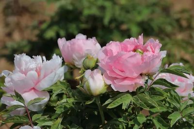 合澗鎮(zhèn) 洪谷牡丹香滿園，芍藥爭艷春意濃