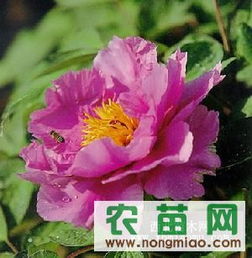 優(yōu)質(zhì)牡丹供應(yīng)指南 廠商、指導(dǎo)價與選購策略