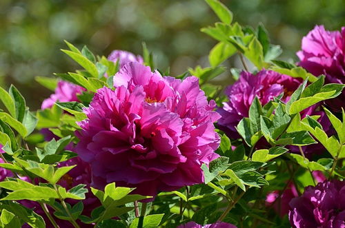 2024年牡丹72號(hào)苗木 品種特色與栽培指南