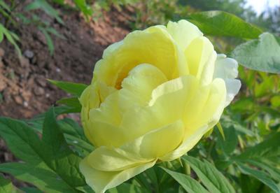 大王園藝 一株百年牡丹王，訴說國色天香的時(shí)代風(fēng)華